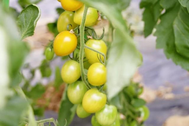 精彩不断丨郁金香节完美落幕后白邀您采瓜摘果