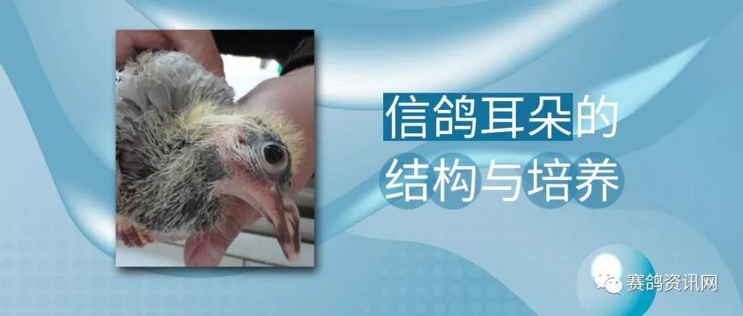 经验tips信鸽耳朵的结构与培养