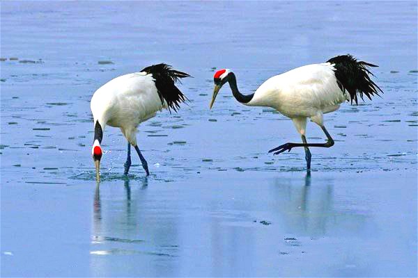 红鹤 来自搜狐网