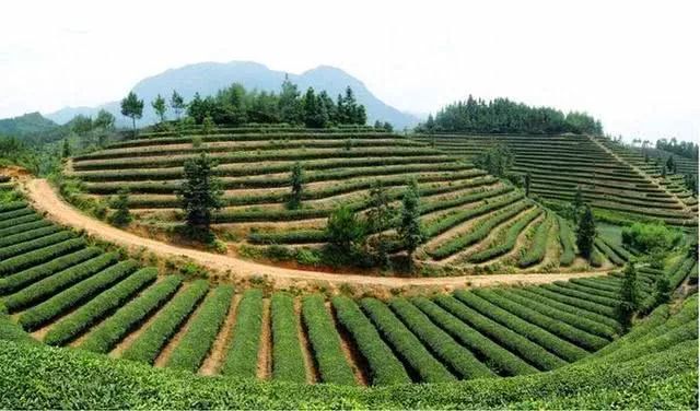 【赣州三农】绿叶子变金叶子 上犹如何写好茶产业