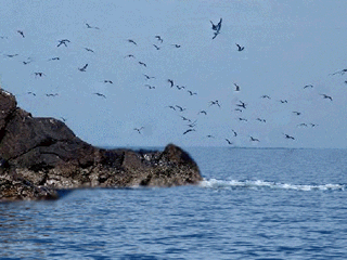 华文视讯@海上风&配乐诗朗诵《和大海说话》作者:殷才扣/主播:周君满