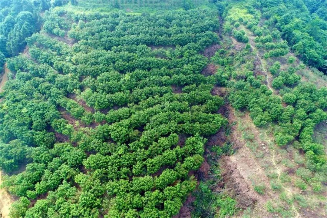 100亩杨梅免费摘,免费吃!还有广东首座七彩玻璃桥,世界最长溶洞漂流.