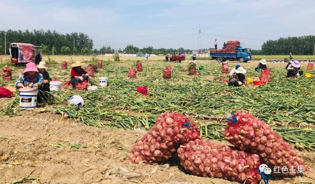 我镇大蒜喜丰收亩产超4000斤