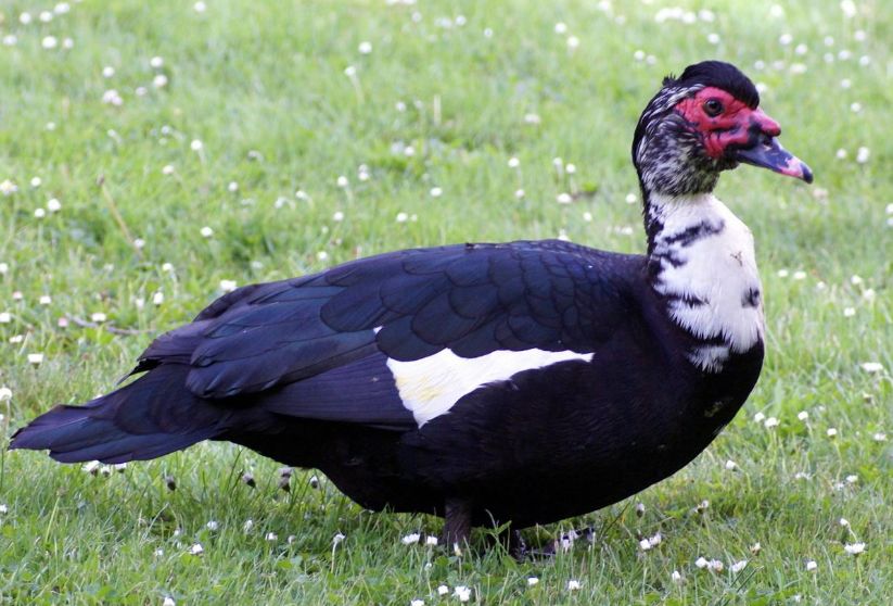 震慑力:★★攻击力:★★★第九名:凤鸭家在农村的多少会养几头牛,小