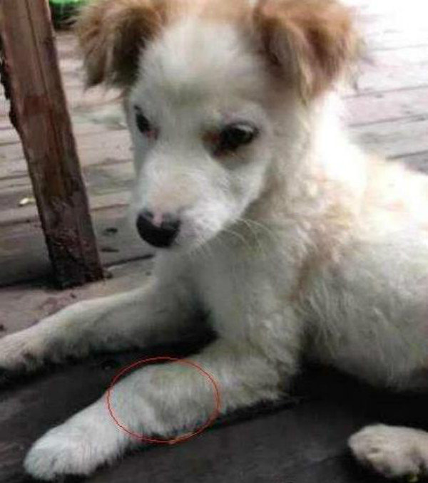 狗狗o型腿吃什么好得快狗狗o型腿怎么矫正