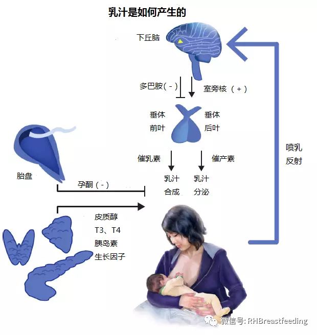 红房子母乳喂养微资讯