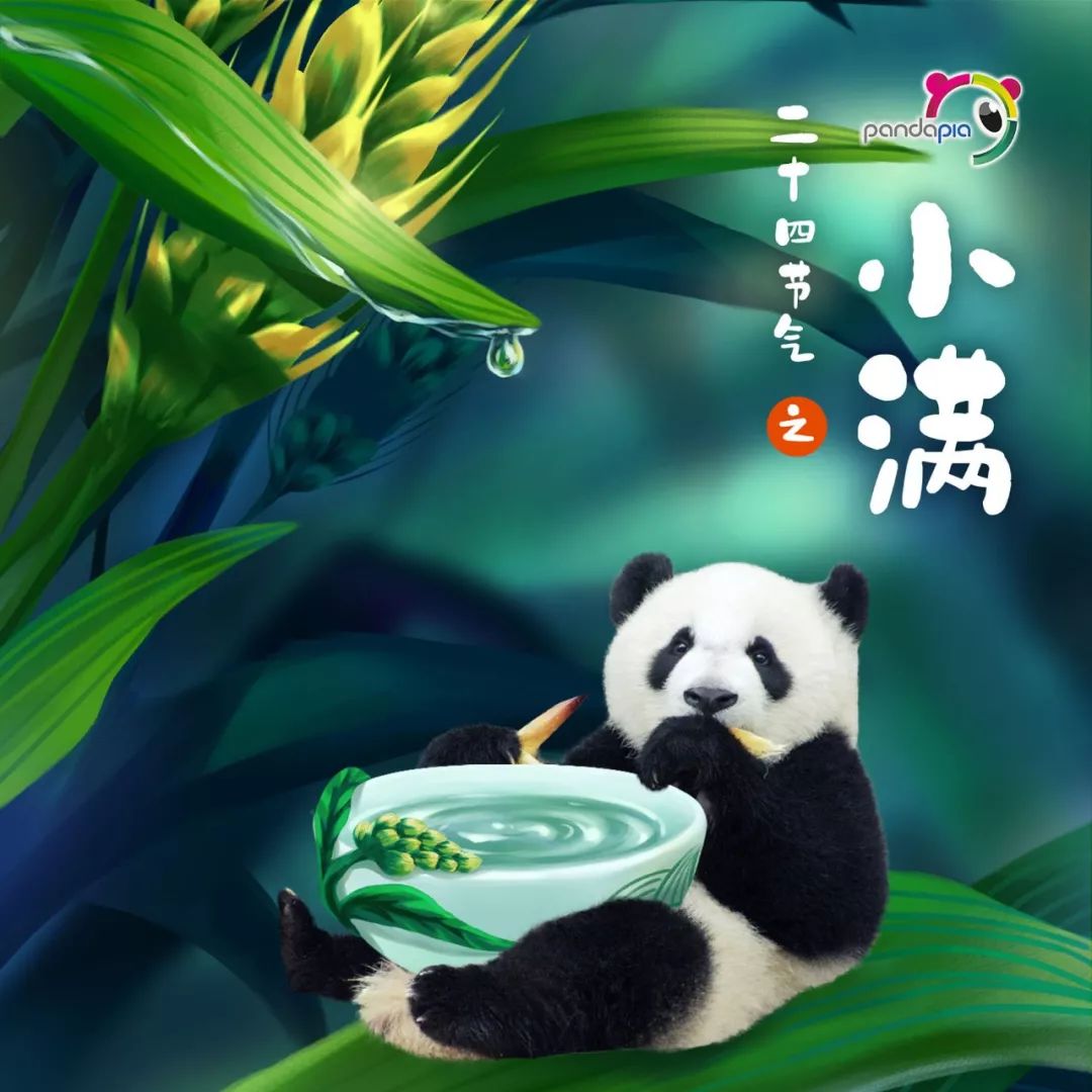 熊猫界的小满,是真的还不够满!