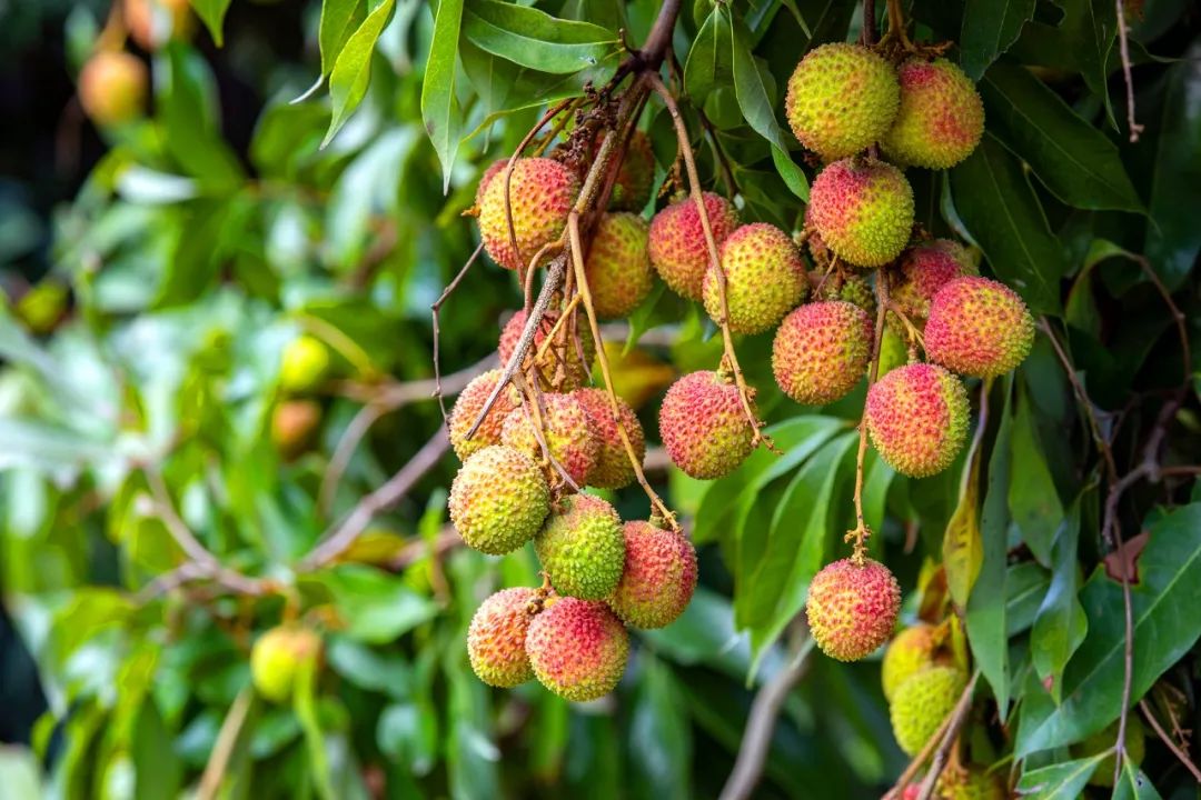 "荔枝自由"实现了吗?且吃且珍惜.