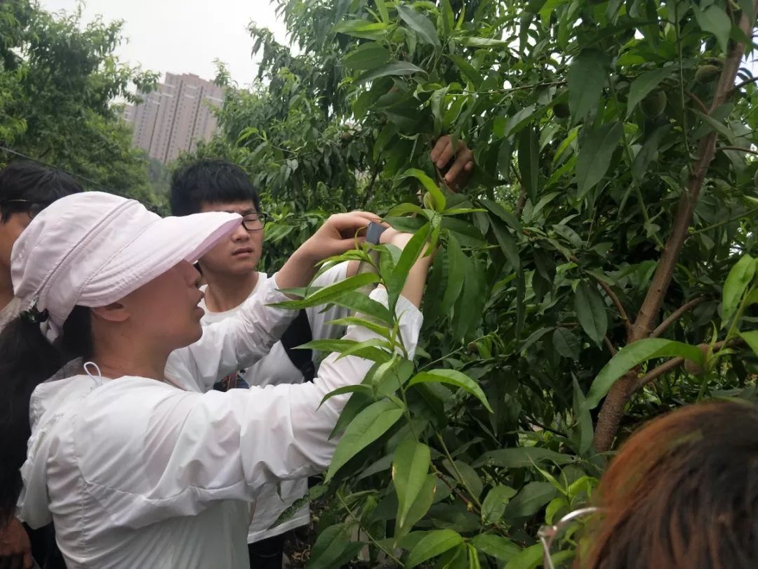 同学们在休息了一段时间后又重回毛庄实训基地,继续进行果树栽培学的