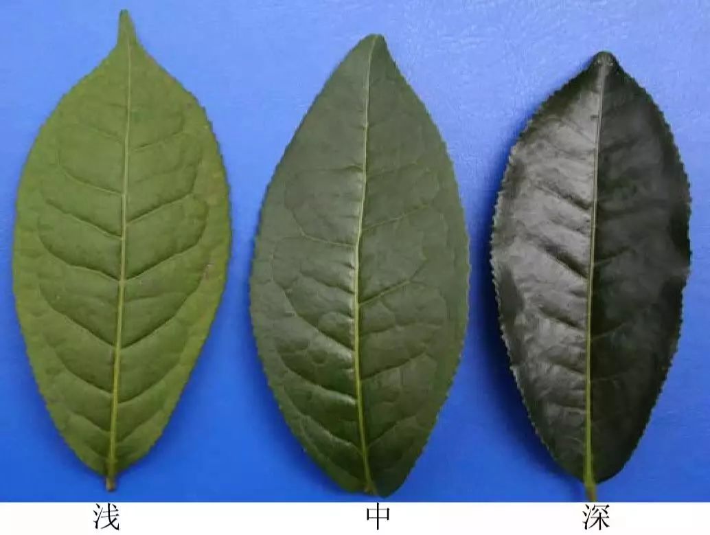 茶叶叶脉特征图片