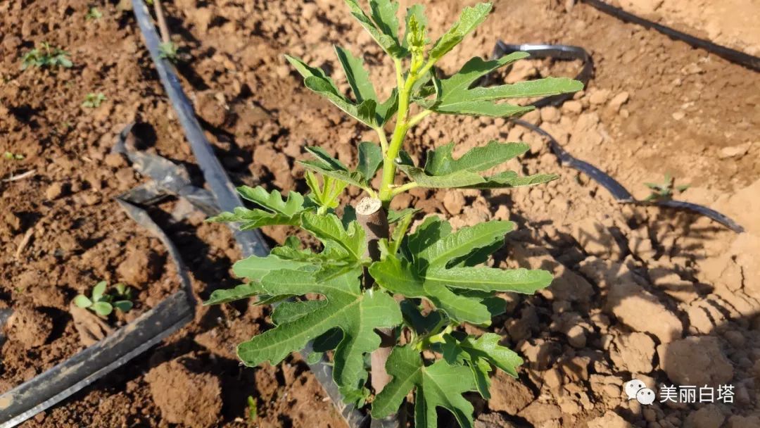 保障自然成长,等生长到一定高度再进行施肥,并且无花果当年就能结果