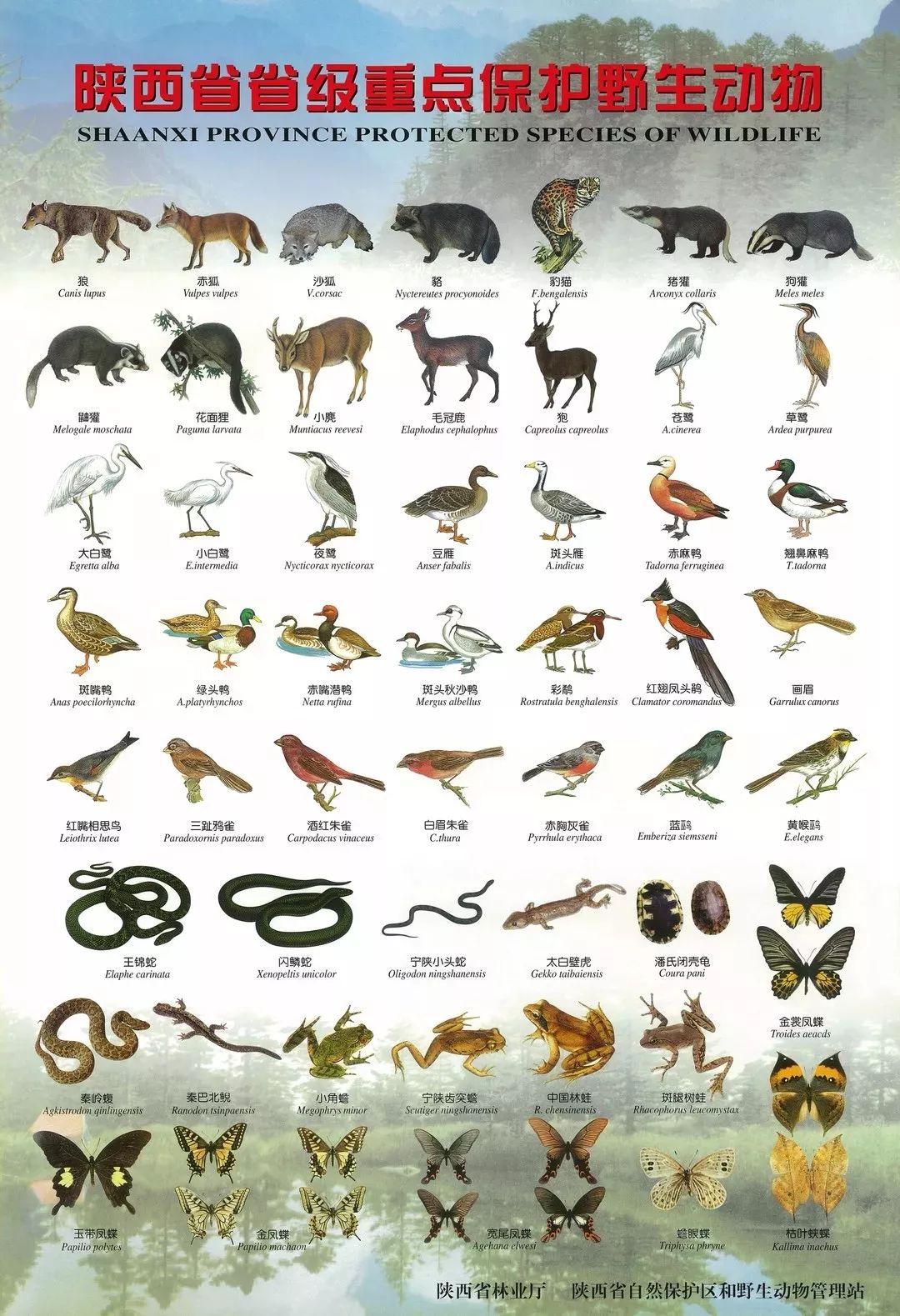 20种动物的图片及简介图片