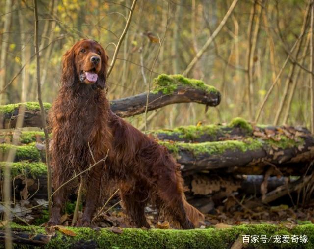 长着羊头的猛犬虽为猎犬但能力完爆军犬元老誉为海军陆战队
