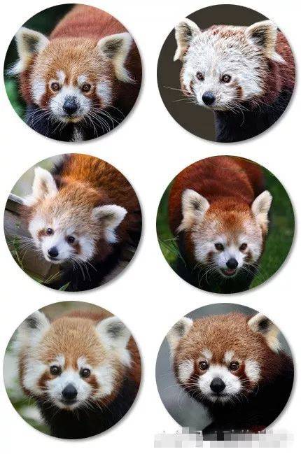 大熊猫全新彩色版本你孤陋寡闻了