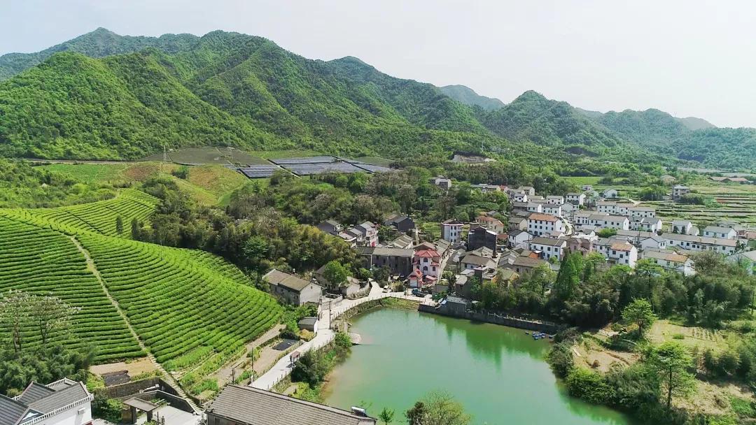 从绍甘线一路开车行驶到柯桥区平水镇平阳村,道路两边是成片的茶山