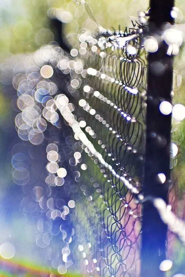 唯美的焦外散景可以这样拍_镜头