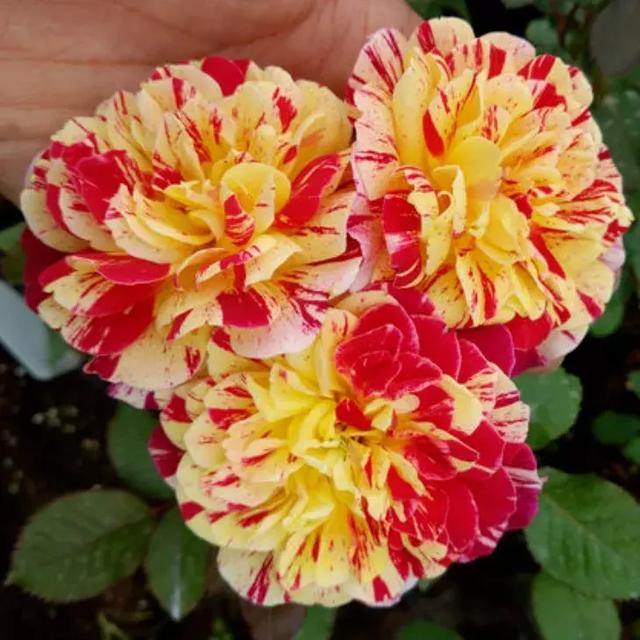 喜欢月季的别错过,这几个月季品种,每种都能迷死人!