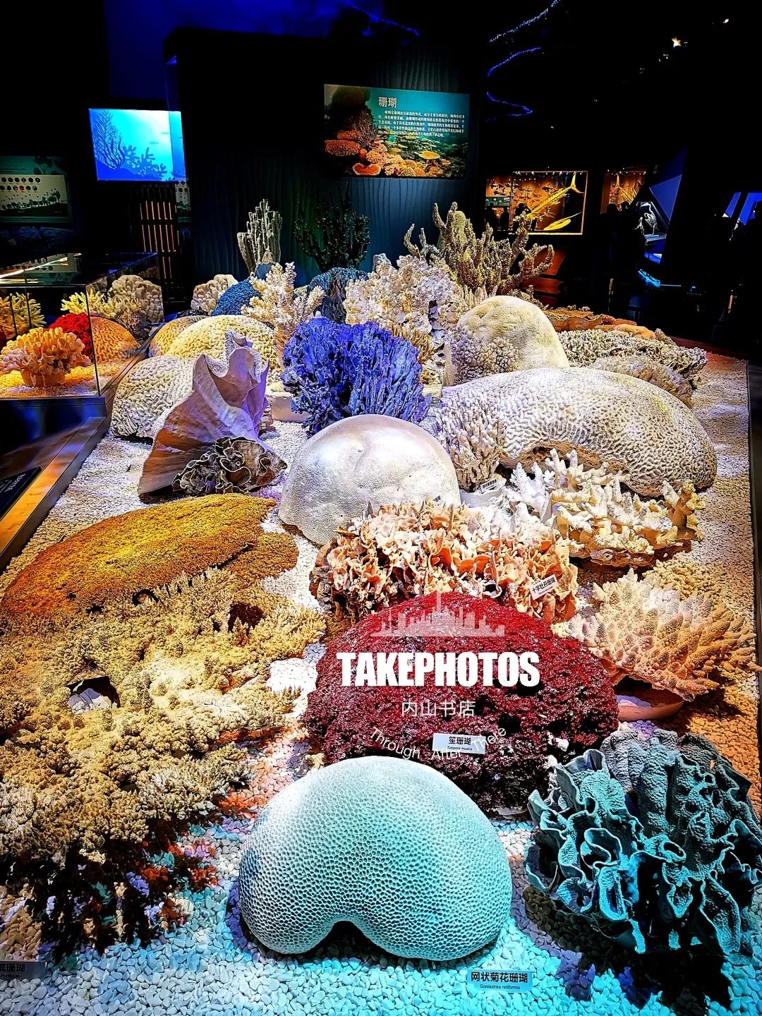 的亚特兰蒂斯王国,加拿大洛德公司在这里非常突出垂直空间的错落布展