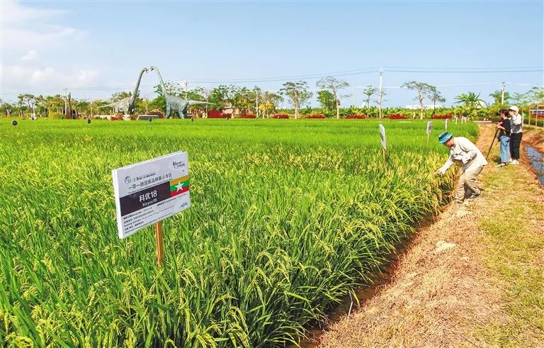 人民日报头版长篇报道三亚南繁