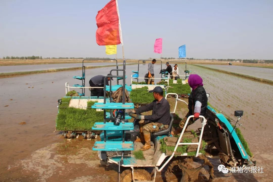 准格尔旗乡村传来"幸福"声._水稻