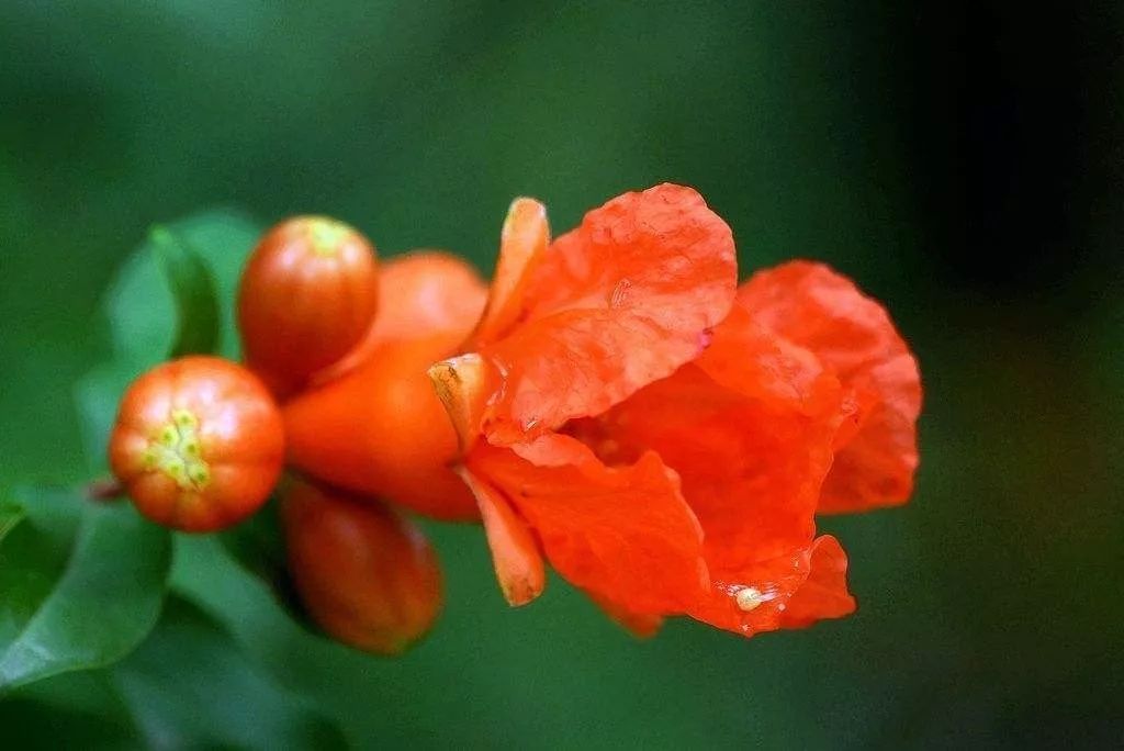 石榴花1,觀賞花朵二,節氣可觀測的花預告和賞花地指點(配圖):麥秋至