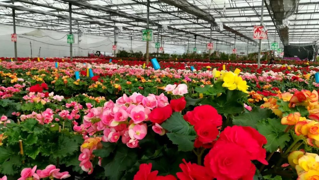 【6月1日-2日】走进八桂田园之我带爸妈玩六一,神奇植物在哪里,diy油