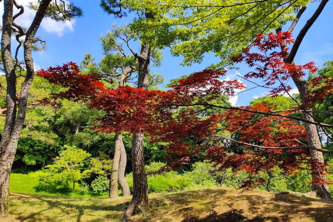 这才是我想给你们看的一加7 pro东京壁纸集!
