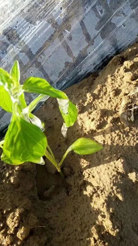 靖边再遭霜冻农民哭惨了部分辣椒都结冰了其它农作物也不同程度受灾