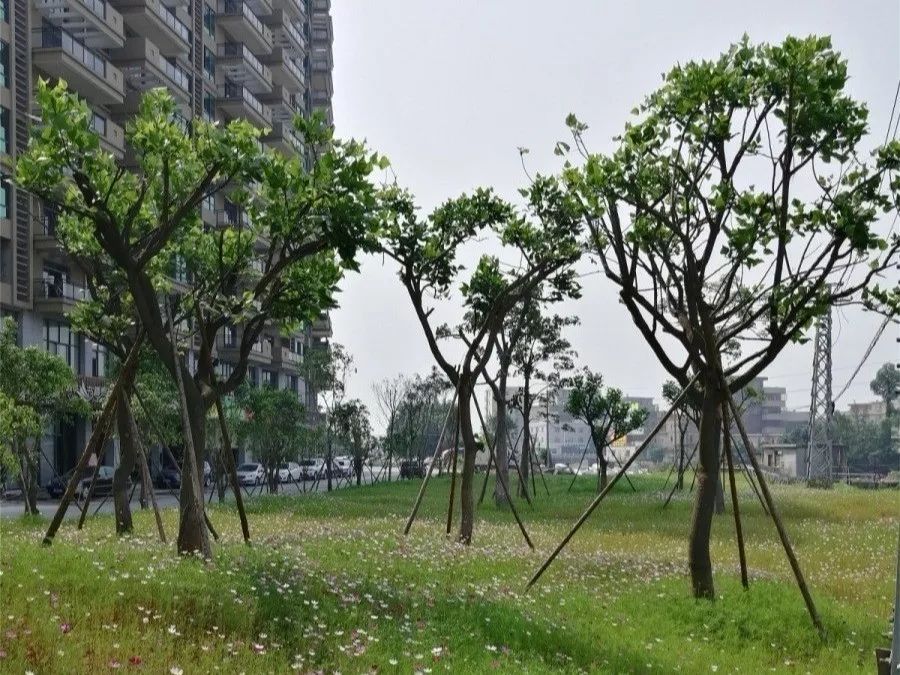 整治前 整治前 森磊石業整治前 大盈村 南僑村 截止目前,水頭鎮共裝飾