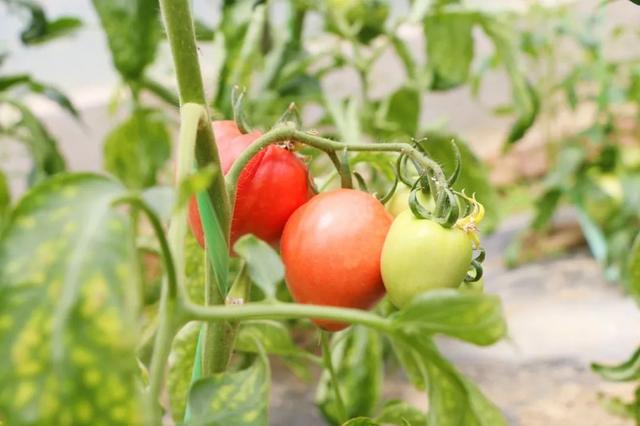 精彩不断丨郁金香节完美落幕后白邀您采瓜摘果