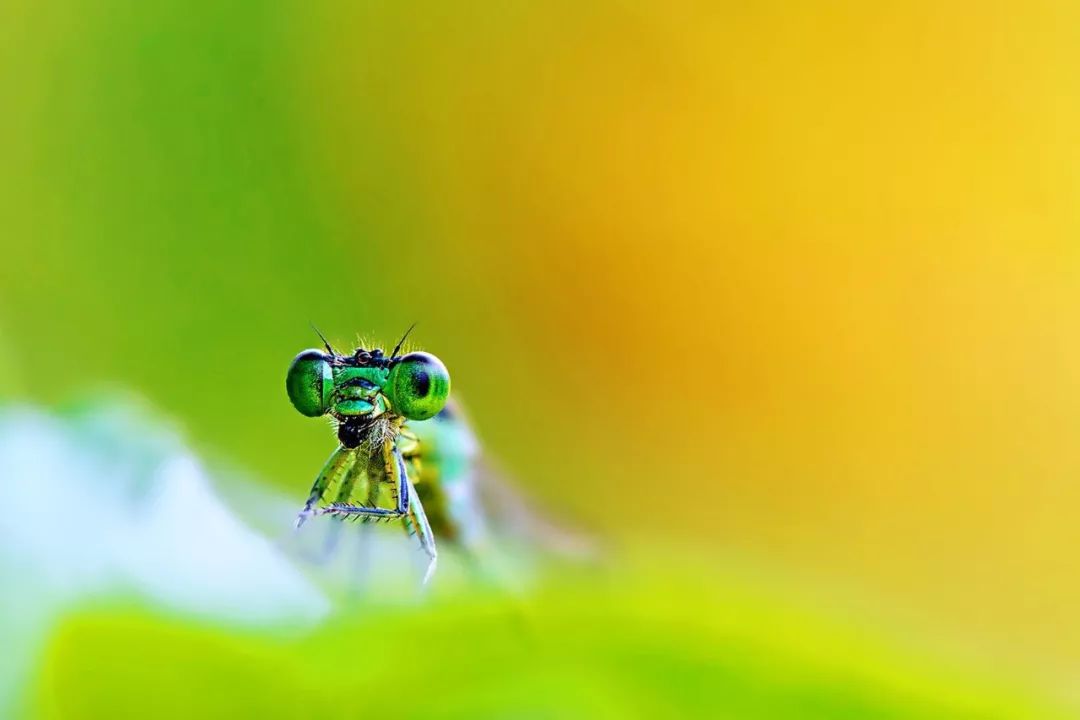 有位摄影师用微距镜头记录自然之美,这是一个你未曾发现的微观世界!