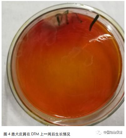 犬真菌性皮肤病的诊治