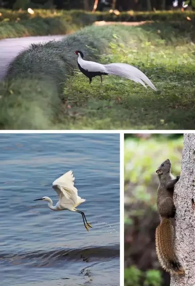 春遊趣閩侯壓軸親子節來了野餐觀鳥廊橋音樂會提前送給孩子一個童趣