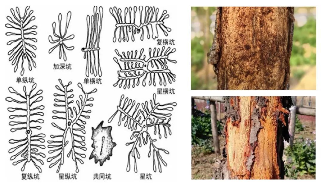 橡胶小蠹虫图片