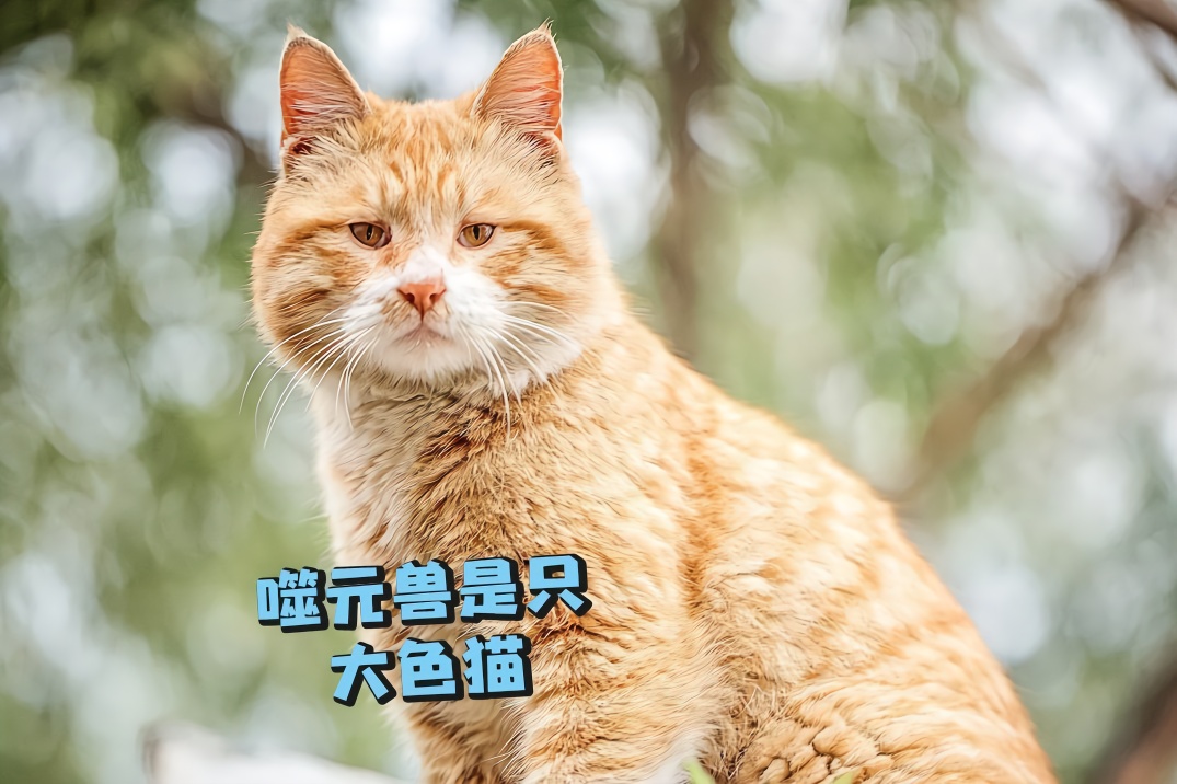 看过惊奇队长的噬元兽我总结出一个特点橘猫都喜欢女主人的脚