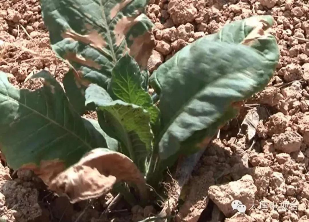 高温干旱来袭,大理州7个县24个乡镇农作物受旱