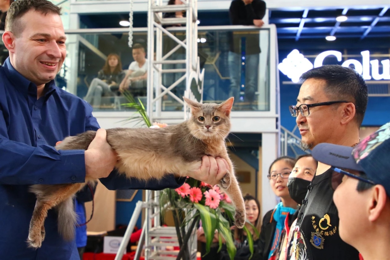 猫咪的比赛和狗狗,马儿,鸽子不一样,并没有"终点"或者"才艺"这些内容.