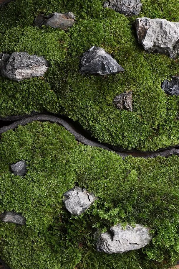 点点苍苔,微如尘埃,却能移时换日,教人顿生隔世之感.