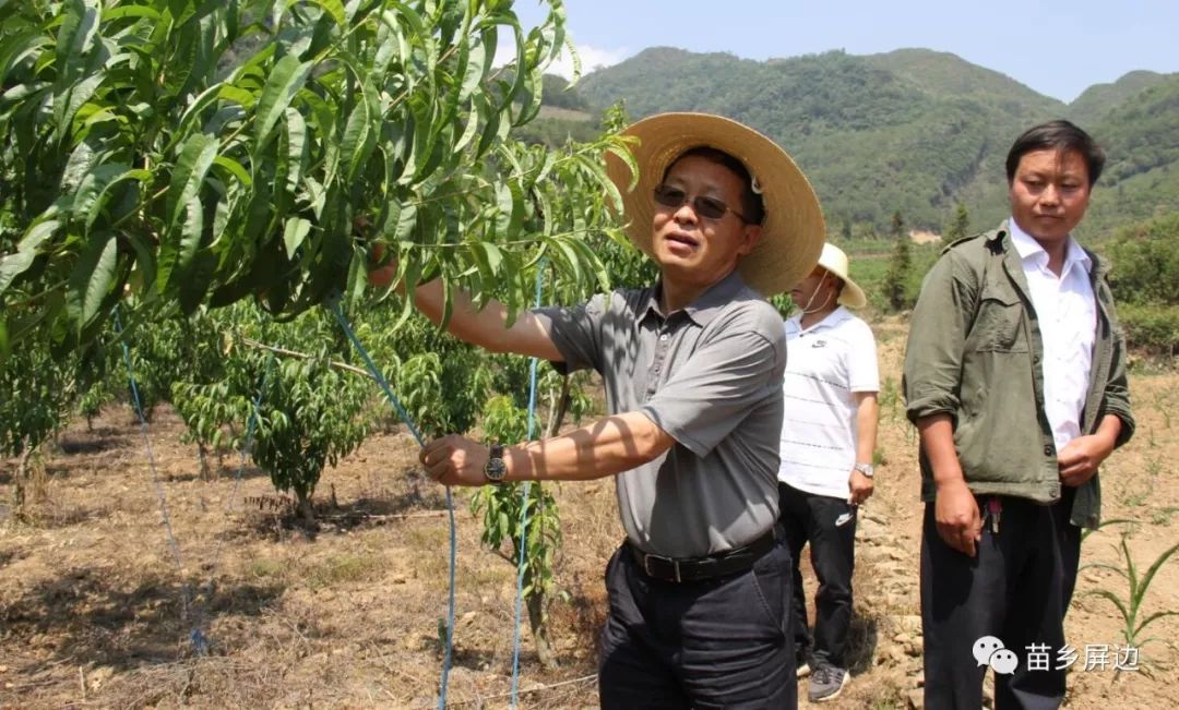 县委书记苏畅到湾塘,和平开展综合调研