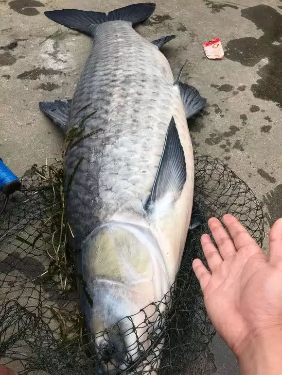 荒塘发现一米长黑影"晒太阳",蹲守数天,钓获60斤青鱼王!