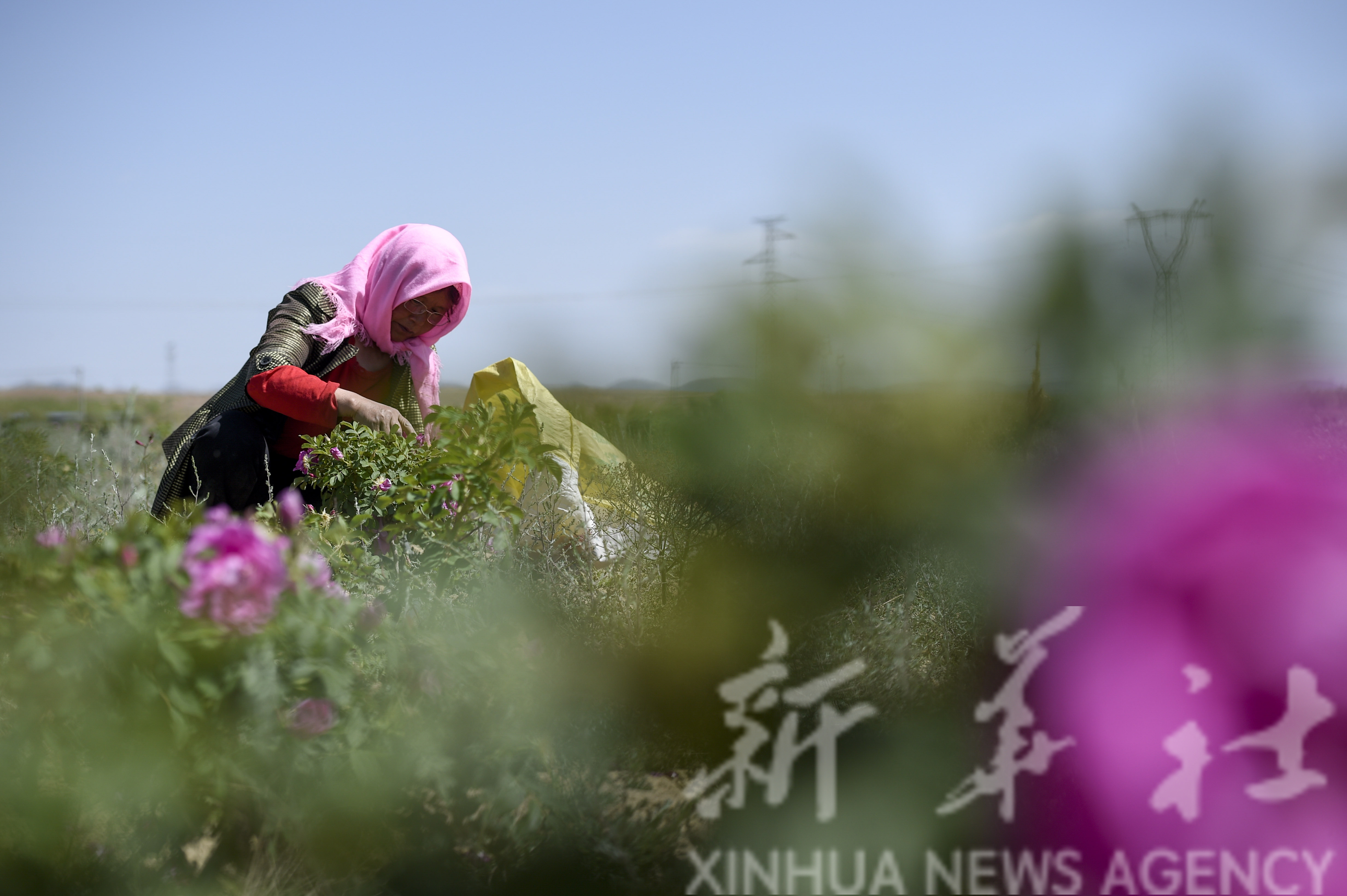 黄土高原玫瑰花采摘忙