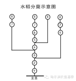 水稻分蘖期图片示意图图片