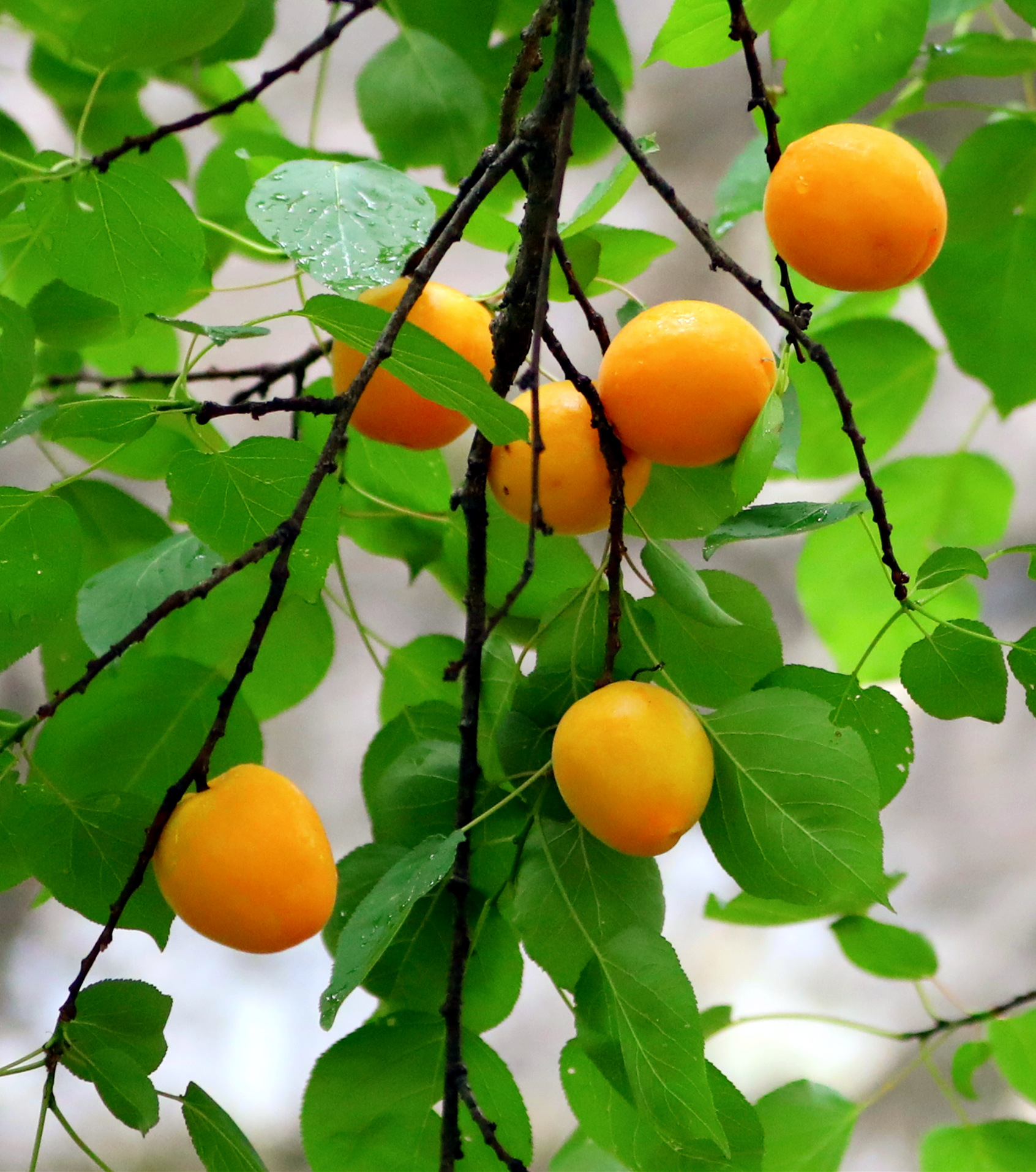 蜘蛛洞游苑的杏子熟了快去品尝初夏的甜蜜