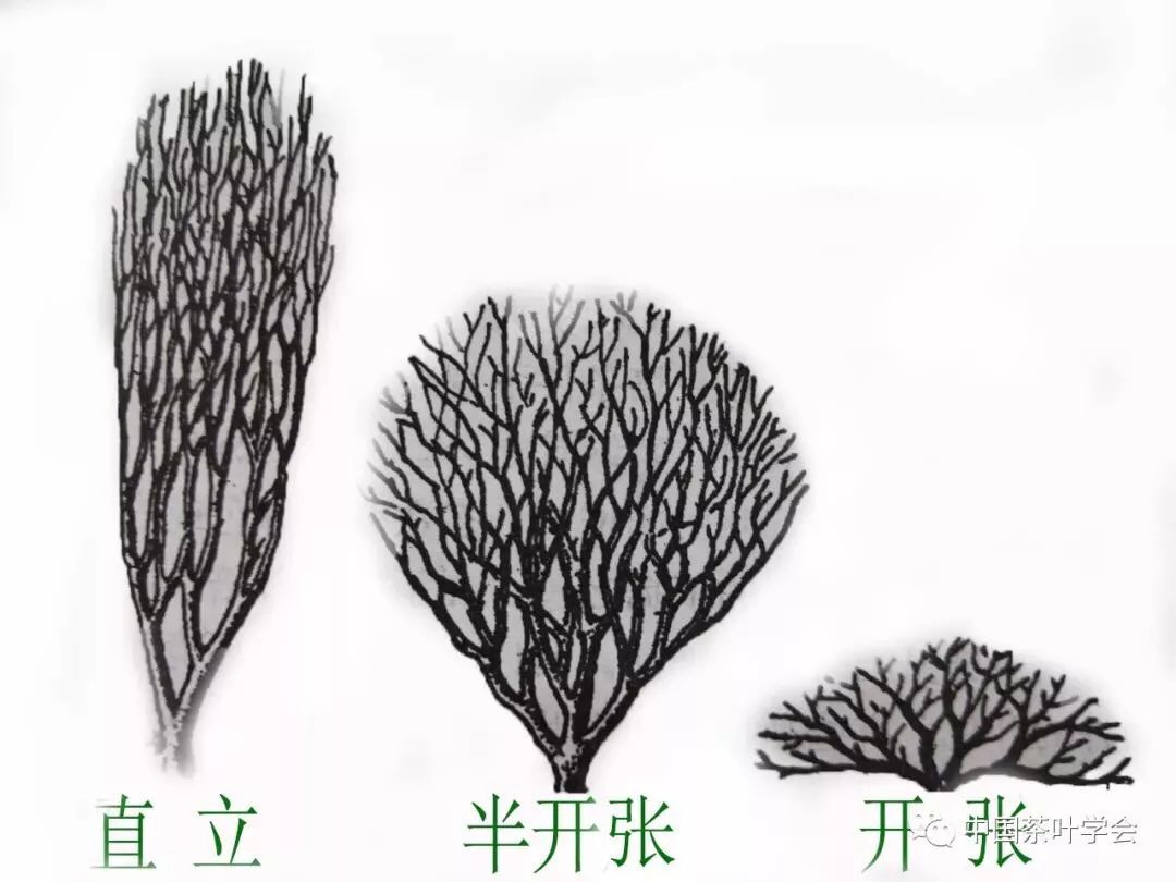专业知识分享～茶叶的树冠,叶型,分析_茶树