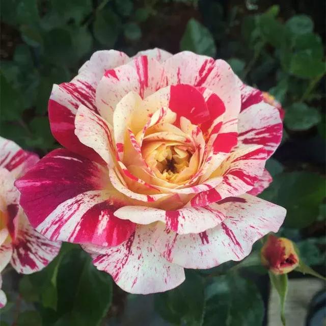 喜欢月季的别错过这几个月季品种每种都能迷死人