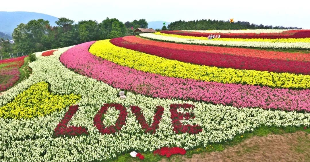 今日小满|宜昌的这些花海现已烂漫绽放,惊艳了整个初夏!