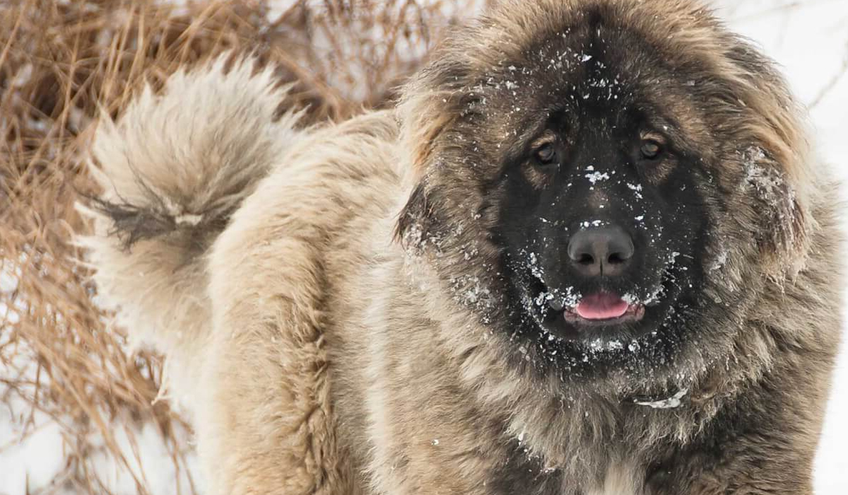 世界上有沒有哪一種猛犬,是能夠打贏小型老虎的?