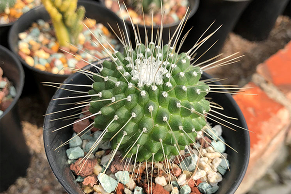 你不可错过的10款仙人掌多肉品种