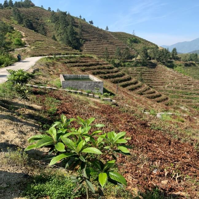 菊糧食產銷專業合作社麗水碧湖虹菊糧食產銷專業合作社位於碧湖鎮魏村