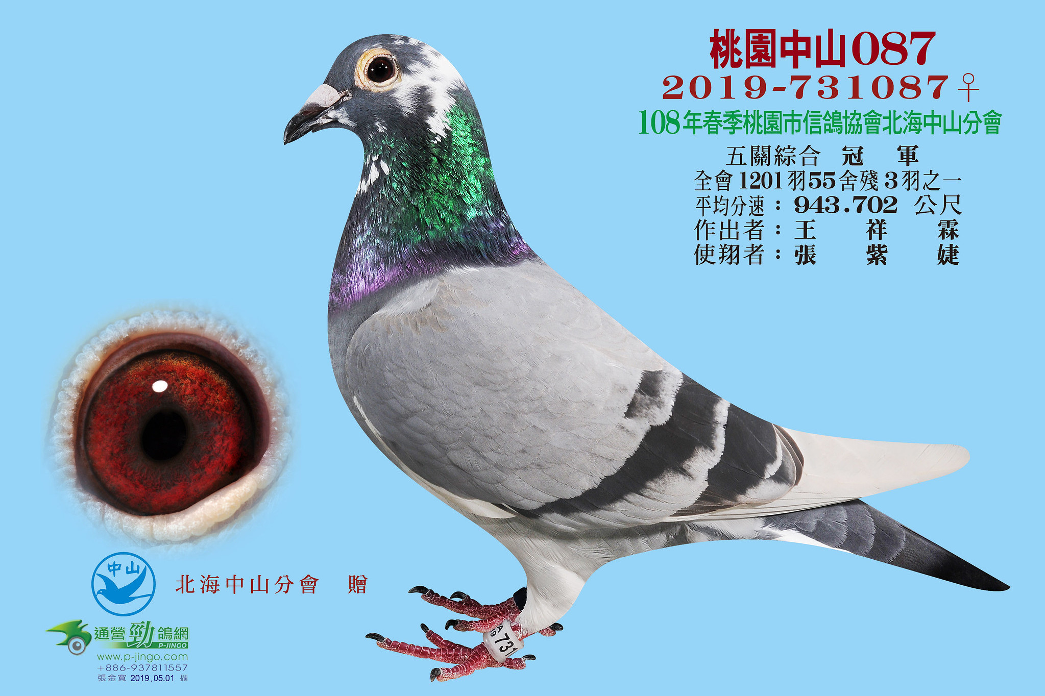 冠军台鸽2019年春季北海中山五关总冠军鸽